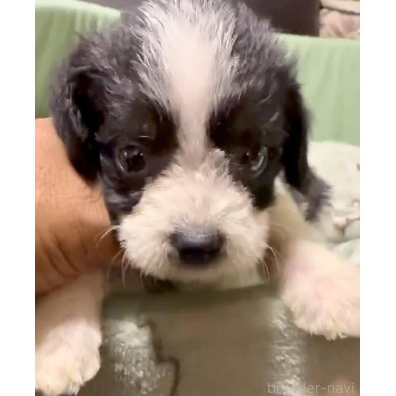 販売中の奈良県のミックス犬-400116の3枚目