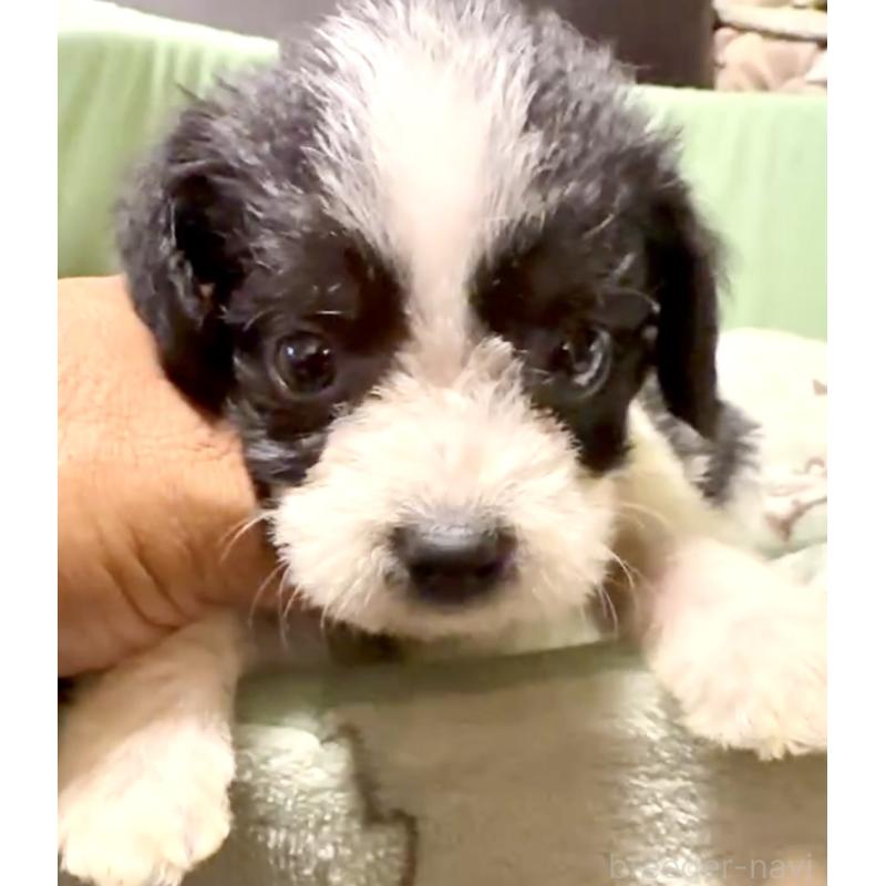 販売中の奈良県のミックス犬-400116の4枚目