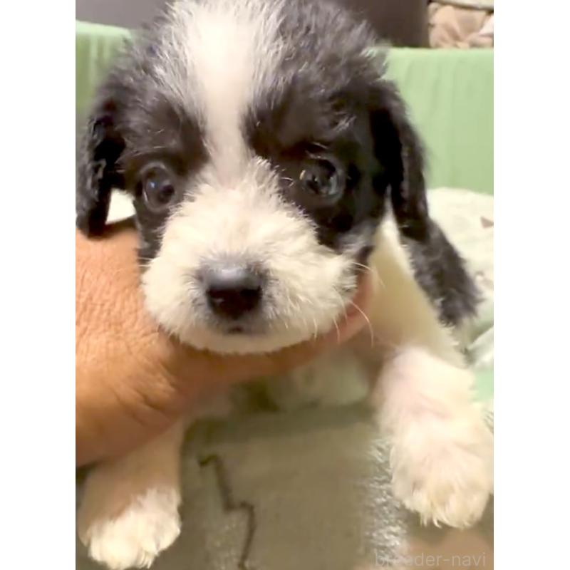 販売中の奈良県のミックス犬-400116の2枚目