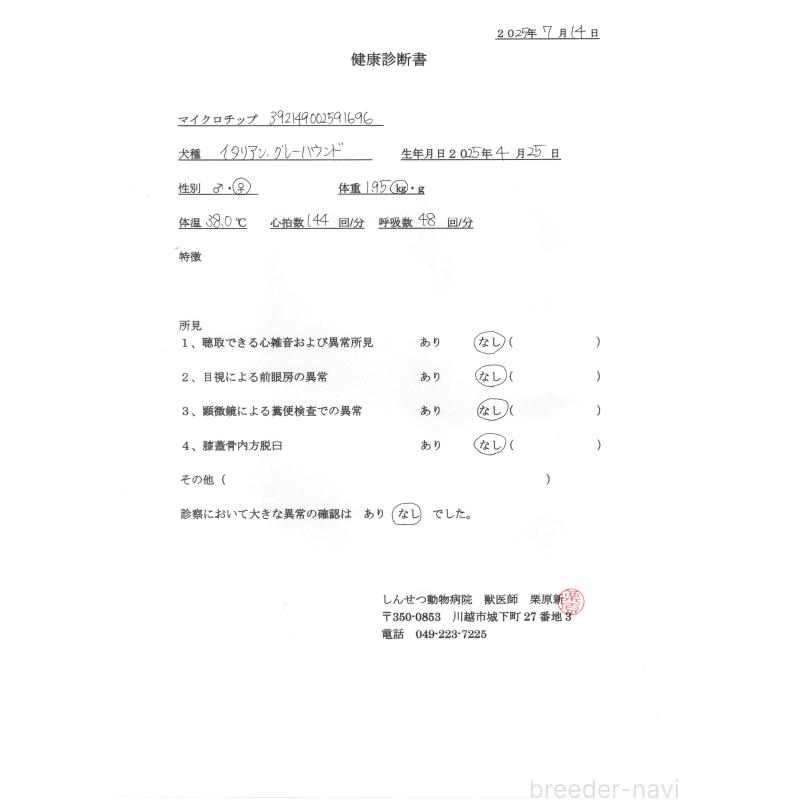 販売中の埼玉県のイタリアングレーハウンド(イタグレ)-389213の2枚目