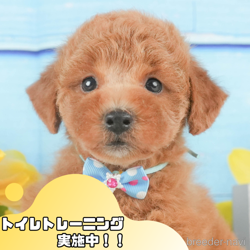 販売中ののトイプードル-399881