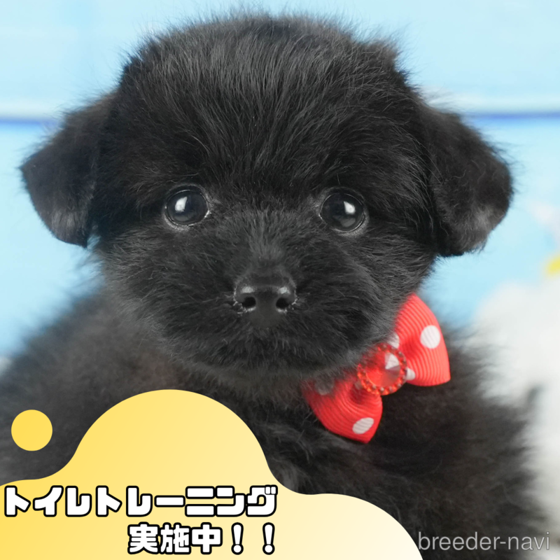 販売中の静岡県のポメプー:ポメラニアン×トイプードル-399895