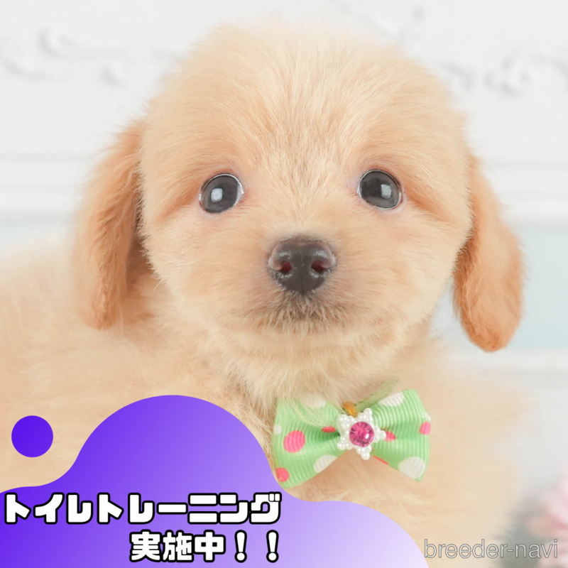 販売中の静岡県のポメプー:ポメラニアン×トイプードル-399898の1枚目