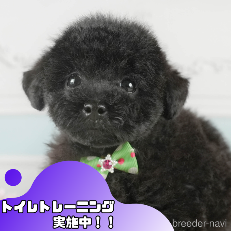販売中の静岡県のトイプードル-399904