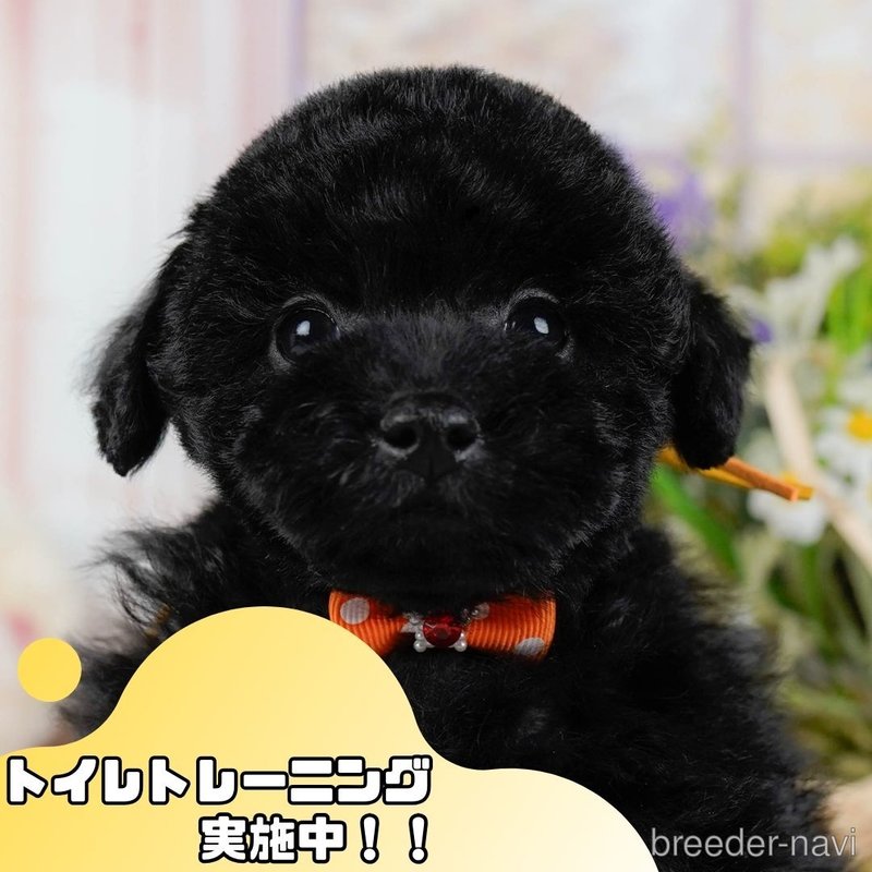 販売中の静岡県のトイプードル-399905