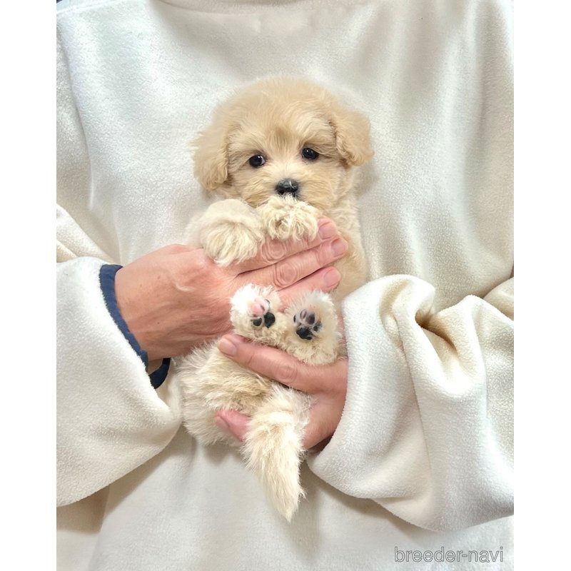 販売中の千葉県のマルプー:マルチーズ×トイプードル-395401の52枚目