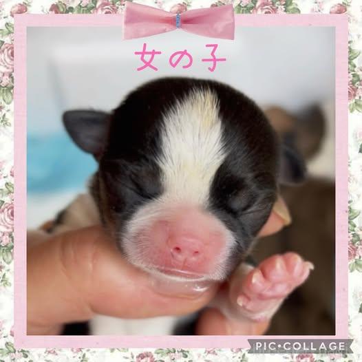 販売中の静岡県のチワワ(スムースコート)-399869の7枚目