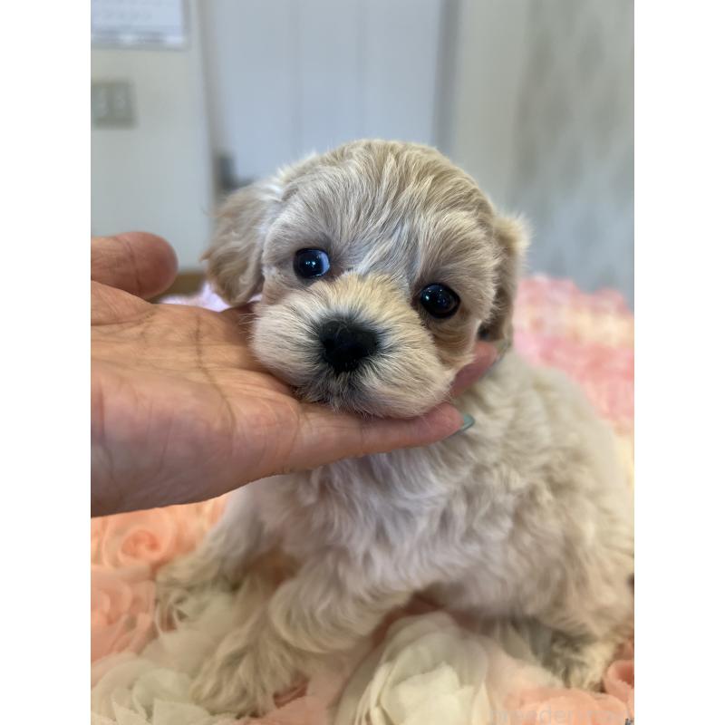 販売中の群馬県のミックス犬-399871の5枚目