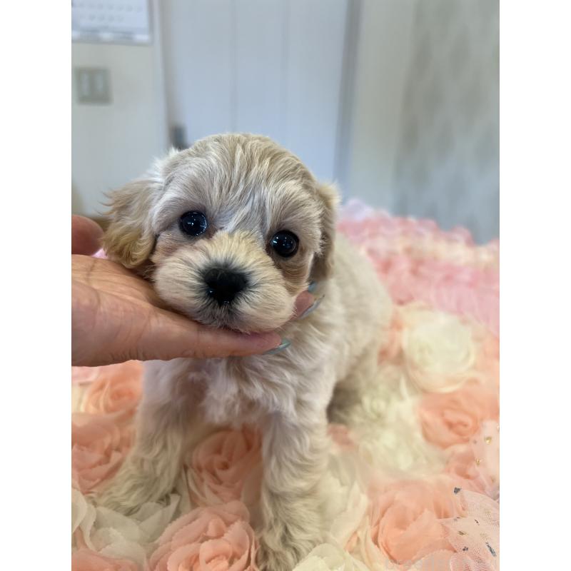 販売中の群馬県のミックス犬-399871の4枚目
