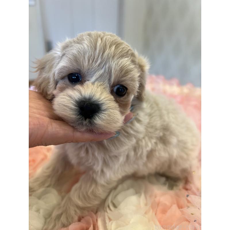 販売中の群馬県のミックス犬-399871の3枚目