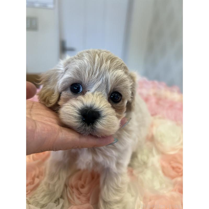 販売中の群馬県のミックス犬-399871の2枚目