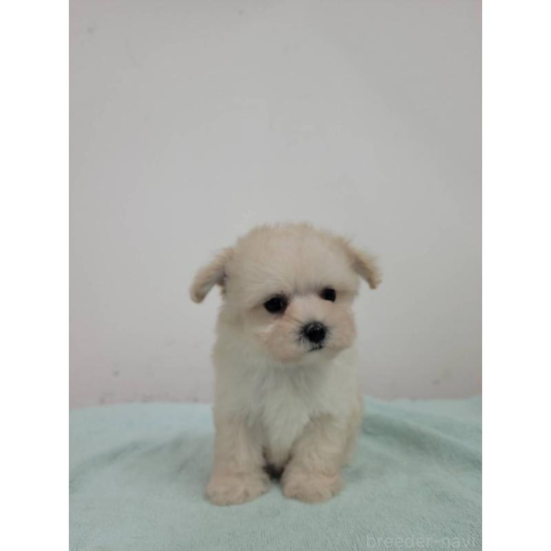 販売中の栃木県のミックス犬-400125の2枚目