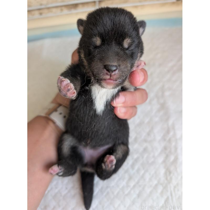 販売中の静岡県の柴犬-400157の1枚目