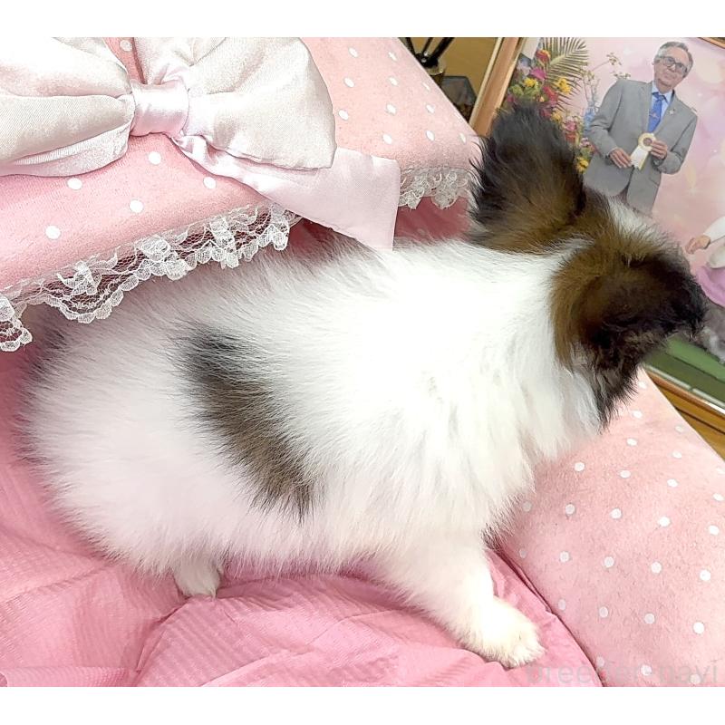 販売中の大阪府のパピヨン-400172の9枚目