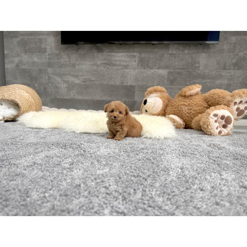 販売中の滋賀県のティーカッププードル-400174の2枚目