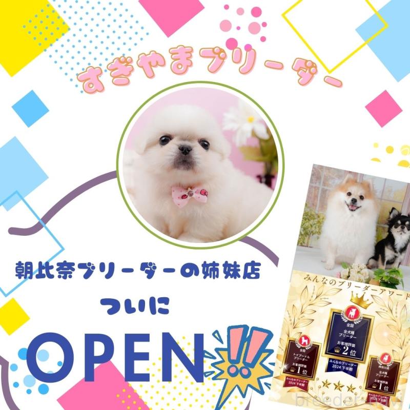 販売中の神奈川県のチワックス:チワワ×ミニチュアダックスフンド-400190の5枚目
