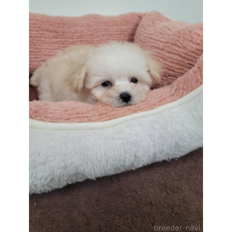 販売中の栃木県のミックス犬-400194の4枚目