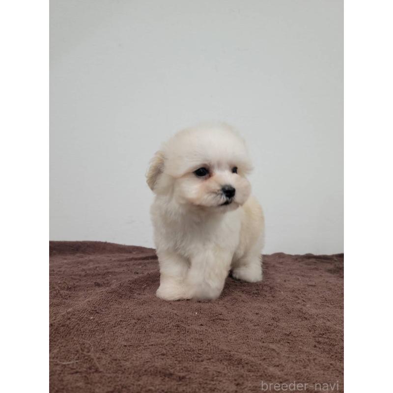 販売中の栃木県のミックス犬-400194の3枚目