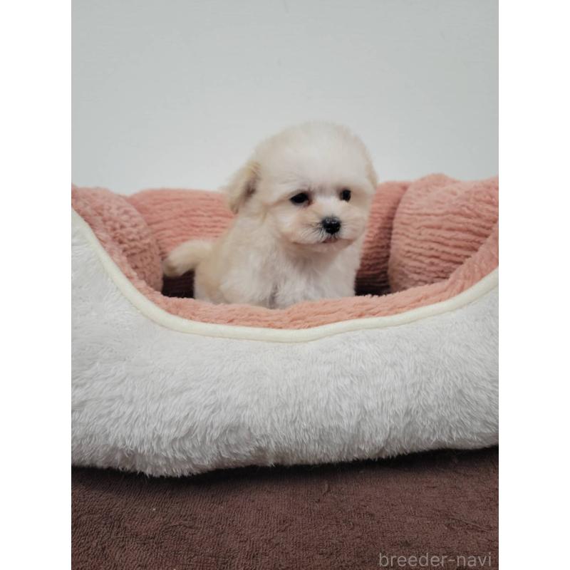 販売中の栃木県のミックス犬-400194の2枚目