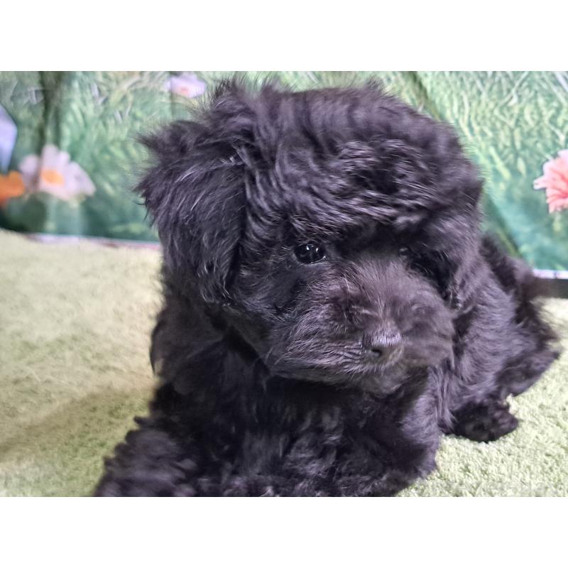 販売中の愛知県のミックス犬-389805の13枚目