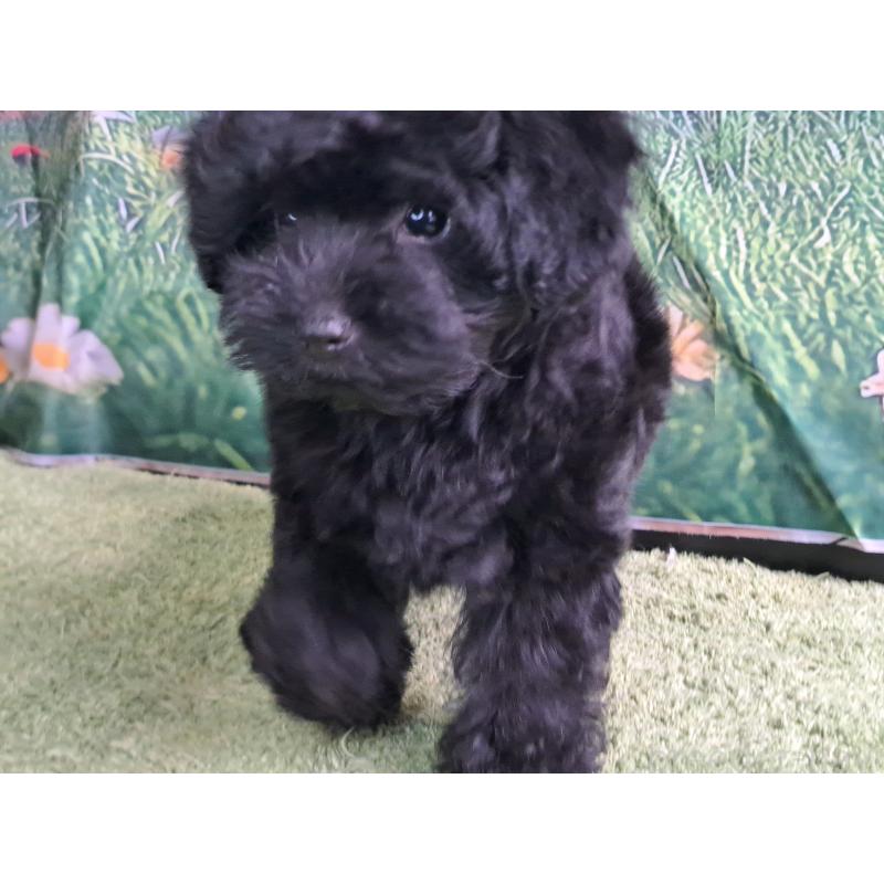 販売中の愛知県のミックス犬-389805の12枚目