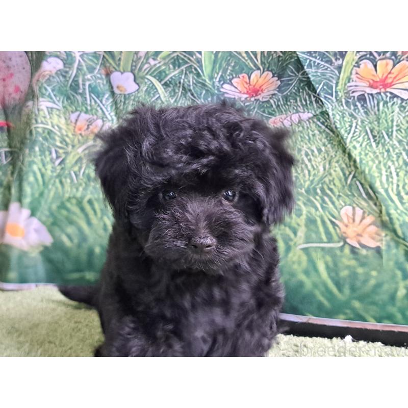 販売中の愛知県のミックス犬-389805の11枚目