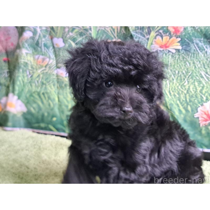 販売中の愛知県のミックス犬-389805の10枚目