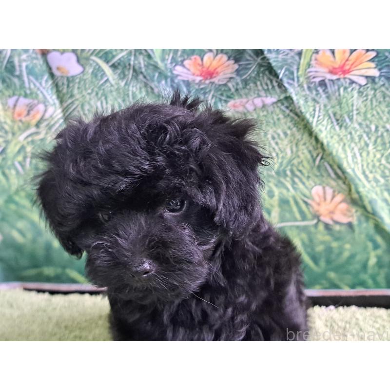 販売中の愛知県のミックス犬-389805の9枚目