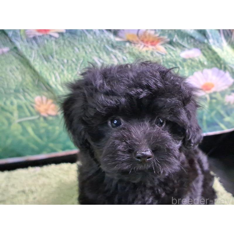 販売中の愛知県のミックス犬-389805の8枚目