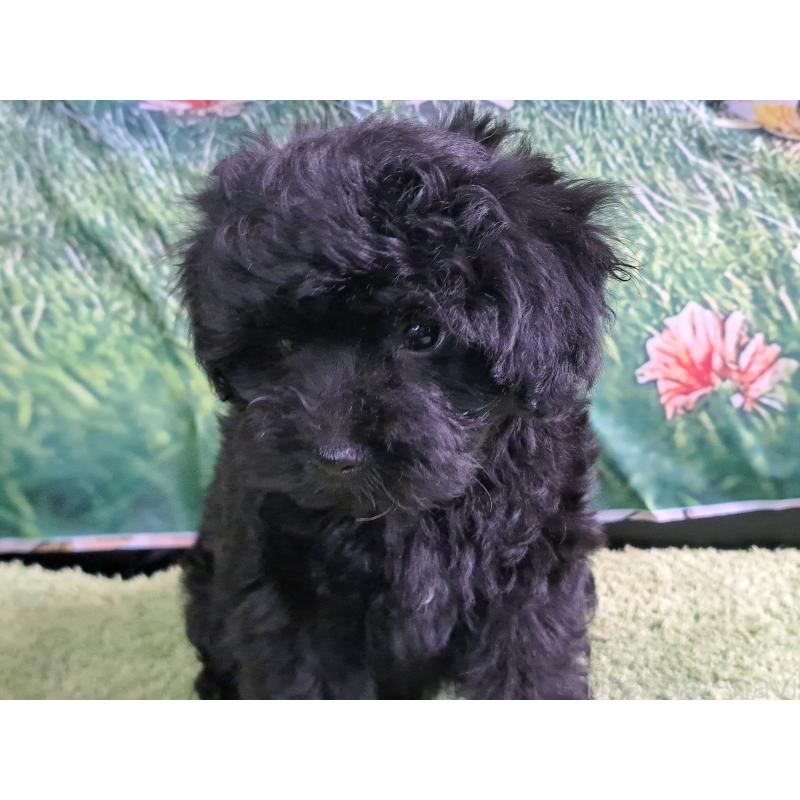 販売中の愛知県のミックス犬-389805の7枚目