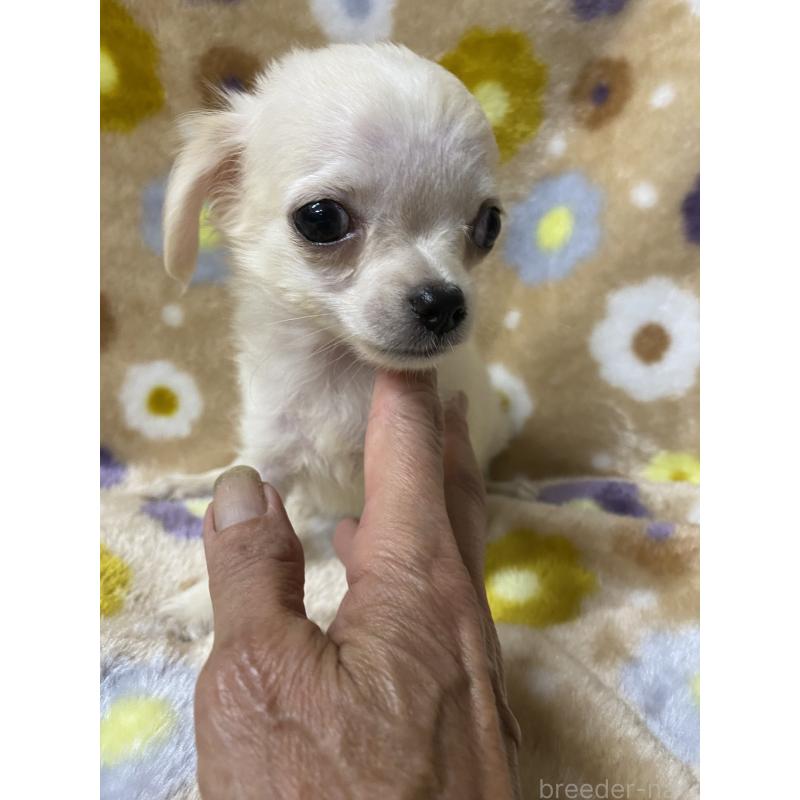 販売中の静岡県のミックス犬-400200の4枚目