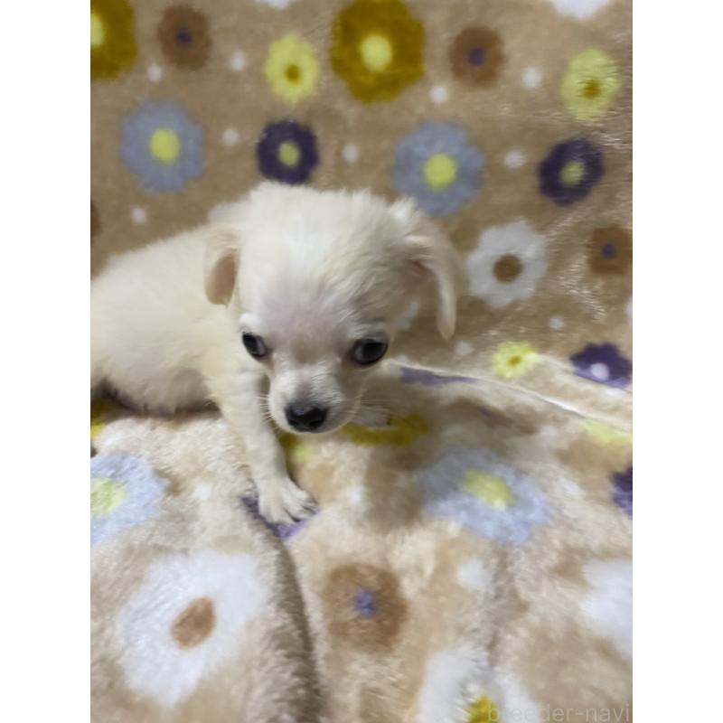 販売中の静岡県のミックス犬-400200の3枚目
