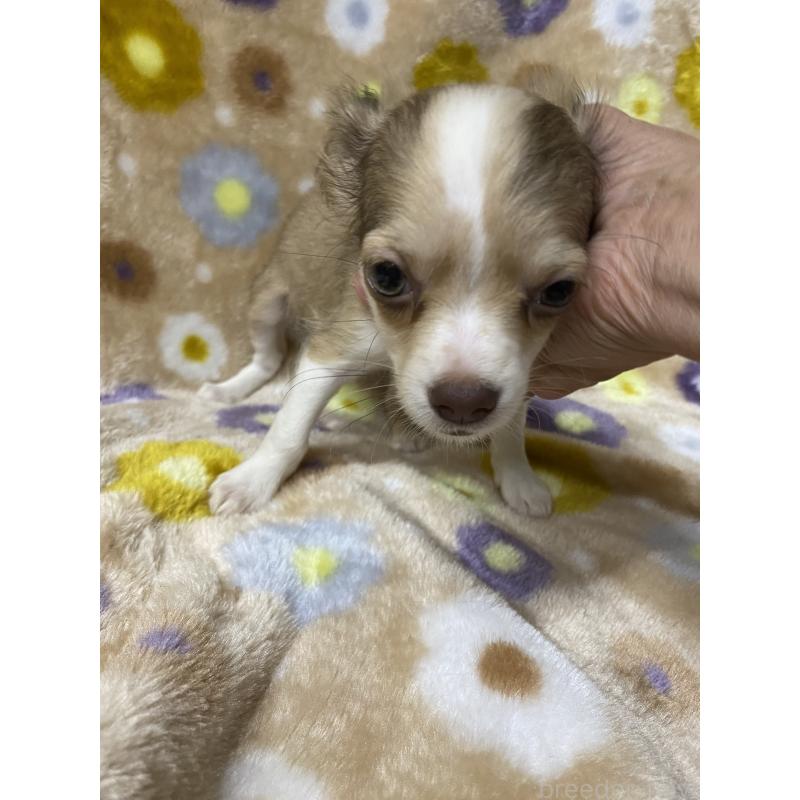 商談中の静岡県のミックス犬-400201の4枚目