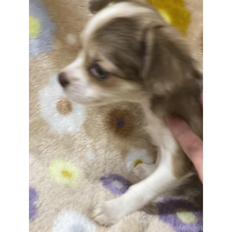 商談中の静岡県のミックス犬-400201の3枚目