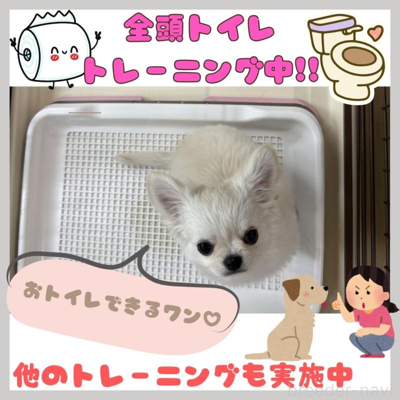 販売中の神奈川県のチワックス:チワワ×ミニチュアダックスフンド-400205の7枚目