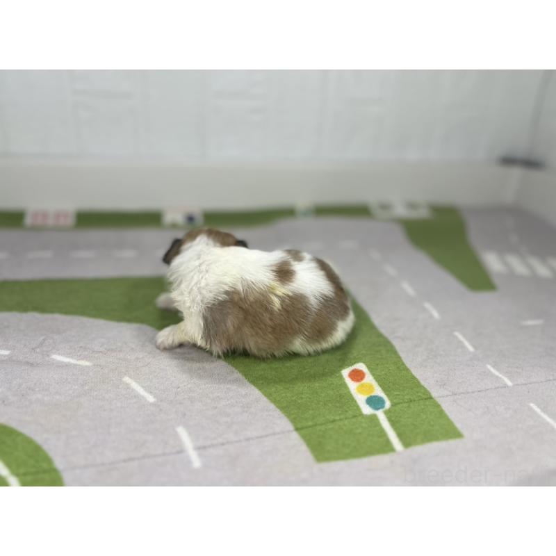 販売中の愛知県のその他の犬種-400229の6枚目