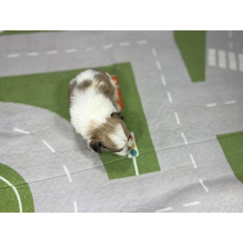 販売中の愛知県のその他の犬種-400229の5枚目