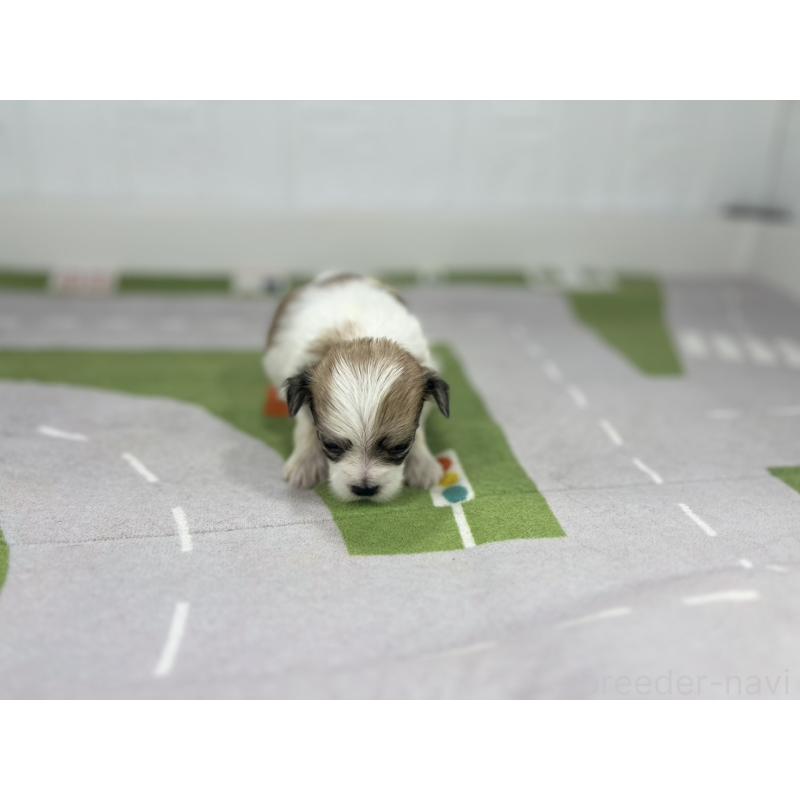販売中の愛知県のその他の犬種-400229の4枚目