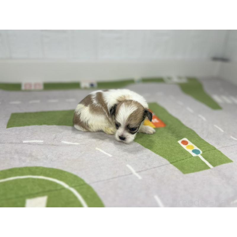 販売中の愛知県のその他の犬種-400229の2枚目
