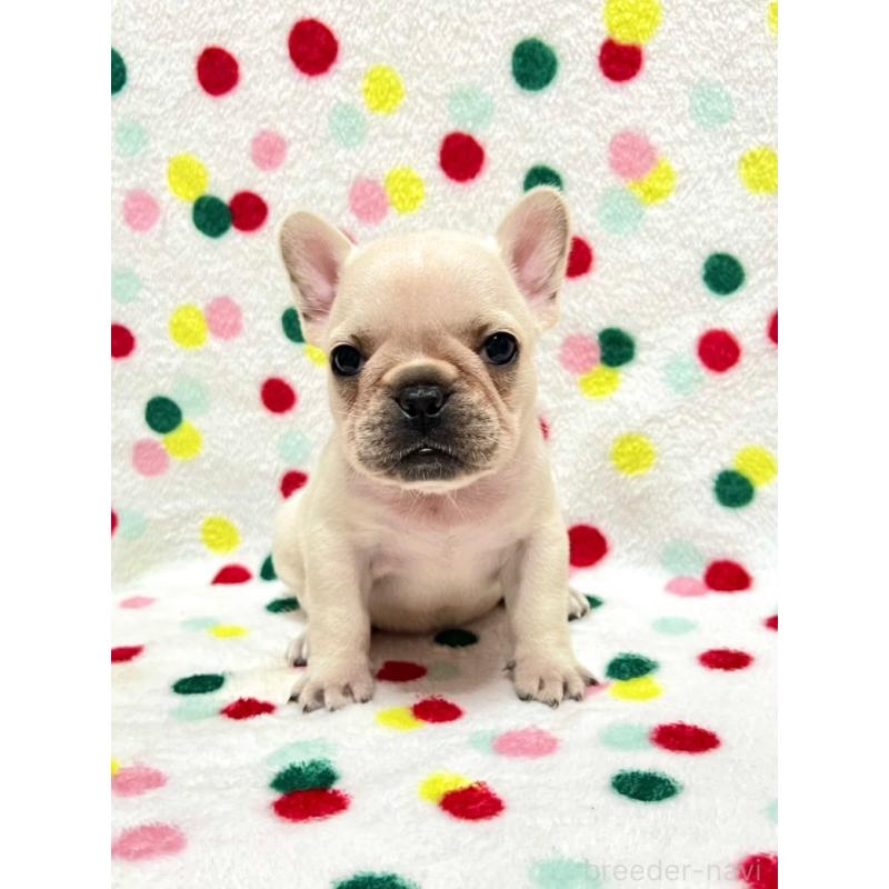 販売中の香川県のフレンチブルドッグ-400230の1枚目