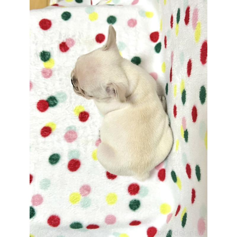 販売中の香川県のフレンチブルドッグ-400230の2枚目