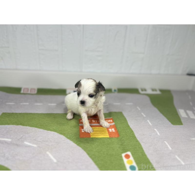 販売中の愛知県のその他の犬種-400231の4枚目