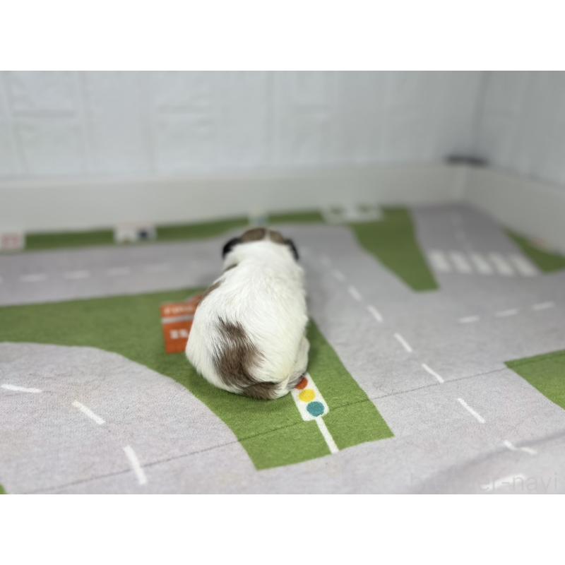 販売中の愛知県のその他の犬種-400231の3枚目