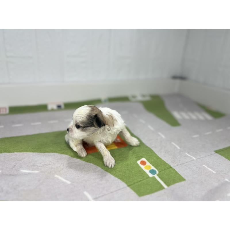 販売中の愛知県のその他の犬種-400231の2枚目