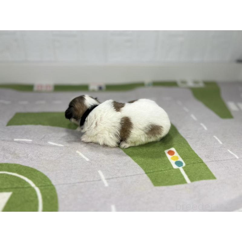 販売中の愛知県のその他の犬種-400232の6枚目