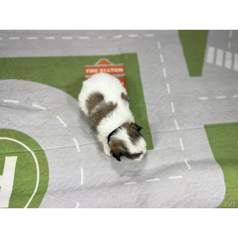 販売中の愛知県のその他の犬種-400232の5枚目