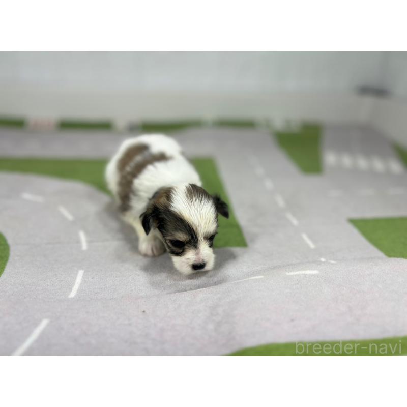 販売中の愛知県のその他の犬種-400232の4枚目