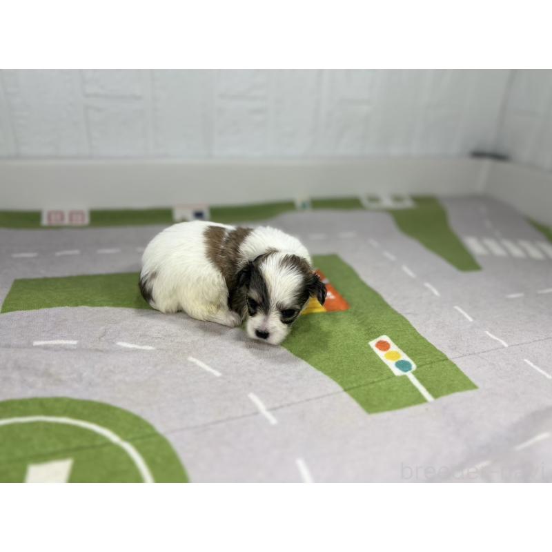 販売中の愛知県のその他の犬種-400232の2枚目