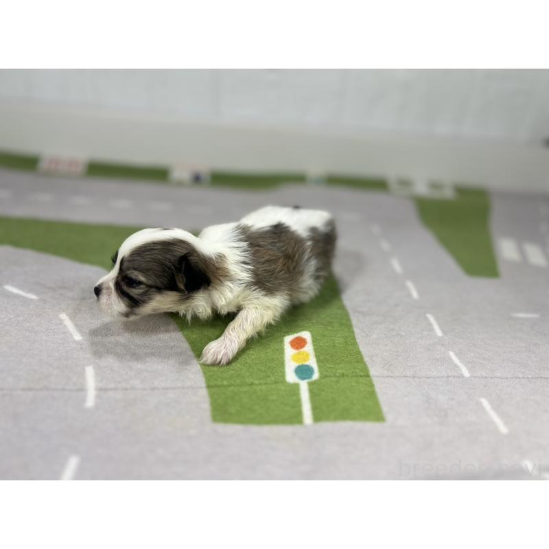 販売中の愛知県のその他の犬種-400233の6枚目
