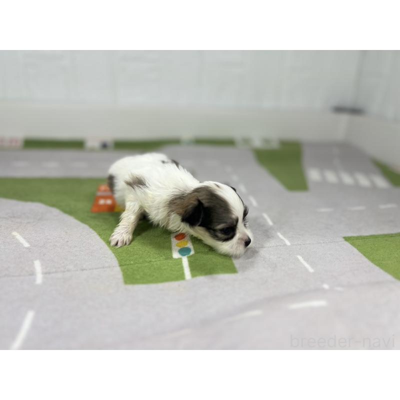 販売中の愛知県のその他の犬種-400233の4枚目